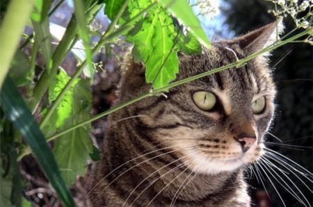 j'adore les chats il est tro mimi selui la aussi