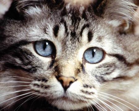tro mimi on dirai grisette mon ancien chat