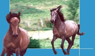 voila jadore les chevaux